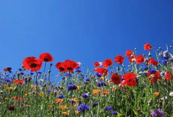 La fine fleur des Carnets : les bureaux du cœur et le Collectif de la fleur française